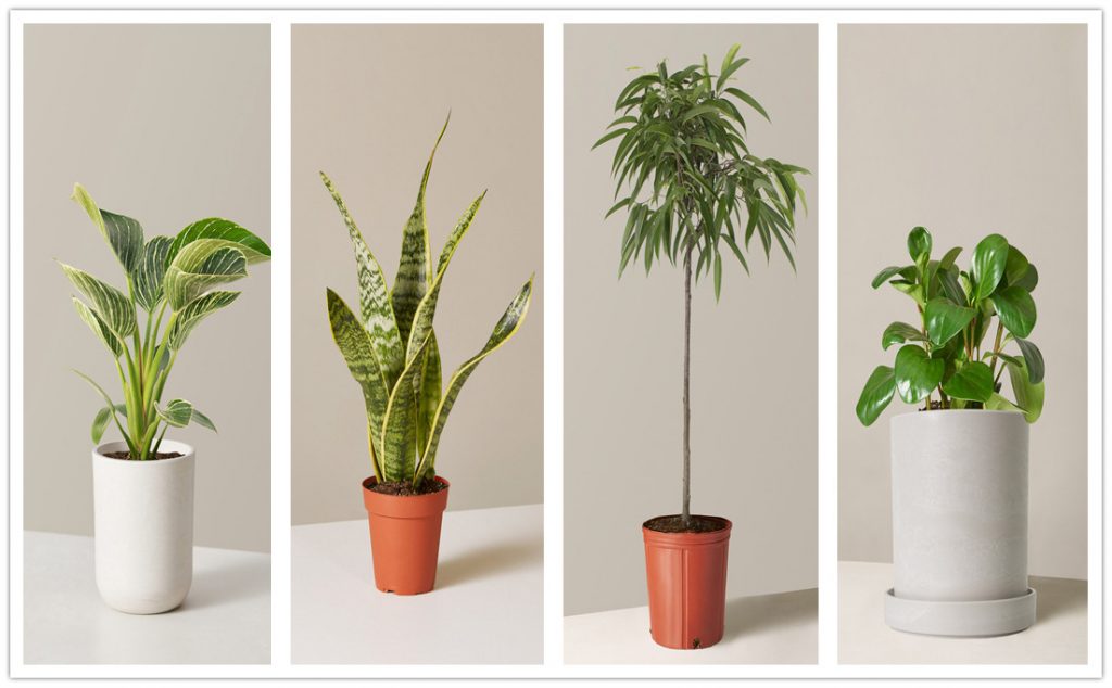 Top 11 Live Plants Decor Plan